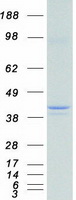 PON2 Protein - Purified recombinant protein PON2 was analyzed by SDS-PAGE gel and Coomassie Blue Staining