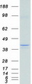 PON2 Protein - Purified recombinant protein PON2 was analyzed by SDS-PAGE gel and Coomassie Blue Staining