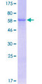 PON3 Protein - 12.5% SDS-PAGE of human PON3 stained with Coomassie Blue