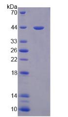 PON3 Protein - Recombinant Paraoxonase 3 By SDS-PAGE