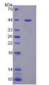 PON3 Protein - Recombinant Paraoxonase 3 By SDS-PAGE