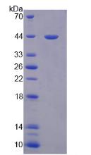 PON3 Protein - Active Paraoxonase 3 (PON3) by SDS-PAGE