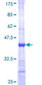POP4 Protein - 12.5% SDS-PAGE Stained with Coomassie Blue.