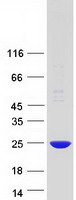 POP7 Protein - Purified recombinant protein POP7 was analyzed by SDS-PAGE gel and Coomassie Blue Staining