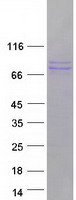 POSTN / Periostin Protein - Purified recombinant protein POSTN was analyzed by SDS-PAGE gel and Coomassie Blue Staining