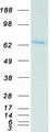 POT1 Protein - Purified recombinant protein POT1 was analyzed by SDS-PAGE gel and Coomassie Blue Staining