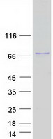 POTEB3 / POTE-15 Protein - Purified recombinant protein POTEB3 was analyzed by SDS-PAGE gel and Coomassie Blue Staining