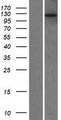 POTEE Protein - Western validation with an anti-DDK antibody * L: Control HEK293 lysate R: Over-expression lysate