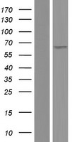 POTEG Protein - Western validation with an anti-DDK antibody * L: Control HEK293 lysate R: Over-expression lysate