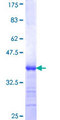POTEH Protein - 12.5% SDS-PAGE Stained with Coomassie Blue.