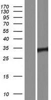 POU1F1 / PIT1 Protein - Western validation with an anti-DDK antibody * L: Control HEK293 lysate R: Over-expression lysate