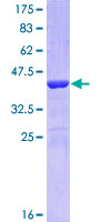 POU2AF1 / BOB1 Protein - 12.5% SDS-PAGE Stained with Coomassie Blue.