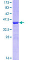 POU2AF1 / BOB1 Protein - 12.5% SDS-PAGE Stained with Coomassie Blue.
