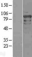 POU2F1 / OCT1 Protein - Western validation with an anti-DDK antibody * L: Control HEK293 lysate R: Over-expression lysate