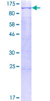 POU2F1 / OCT1 Protein - 12.5% SDS-PAGE of human POU2F1 stained with Coomassie Blue
