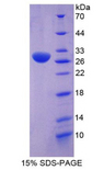 POU2F1 / OCT1 Protein - Recombinant Octamer Binding Transcription Factor 1 By SDS-PAGE
