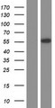 POU2F2 / OCT2 Protein - Western validation with an anti-DDK antibody * L: Control HEK293 lysate R: Over-expression lysate