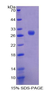 POU2F2 / OCT2 Protein - Recombinant Octamer Binding Transcription Factor 2 By SDS-PAGE
