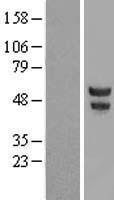 POU2F3 / PLA-1 Protein - Western validation with an anti-DDK antibody * L: Control HEK293 lysate R: Over-expression lysate