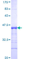 POU2F3 / PLA-1 Protein - 12.5% SDS-PAGE Stained with Coomassie Blue.