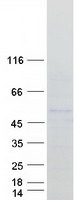 POU2F3 / PLA-1 Protein - Purified recombinant protein POU2F3 was analyzed by SDS-PAGE gel and Coomassie Blue Staining
