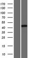 POU3F1 / OCT6 Protein - Western validation with an anti-DDK antibody * L: Control HEK293 lysate R: Over-expression lysate