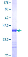 POU3F3 / BRN1 Protein - 12.5% SDS-PAGE Stained with Coomassie Blue.