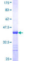 POU3F3 / BRN1 Protein - 12.5% SDS-PAGE Stained with Coomassie Blue.