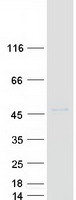 POU3F4 Protein - Purified recombinant protein POU3F4 was analyzed by SDS-PAGE gel and Coomassie Blue Staining