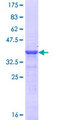 POU4F1 / BRN3A Protein - 12.5% SDS-PAGE Stained with Coomassie Blue.