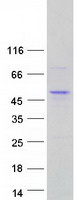 POU4F1 / BRN3A Protein - Purified recombinant protein POU4F1 was analyzed by SDS-PAGE gel and Coomassie Blue Staining