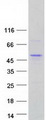 POU4F1 / BRN3A Protein - Purified recombinant protein POU4F1 was analyzed by SDS-PAGE gel and Coomassie Blue Staining