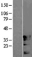 POU4F3 / BRN3C Protein - Western validation with an anti-DDK antibody * L: Control HEK293 lysate R: Over-expression lysate