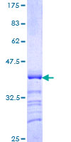 POU4F3 / BRN3C Protein - 12.5% SDS-PAGE Stained with Coomassie Blue.