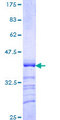 POU4F3 / BRN3C Protein - 12.5% SDS-PAGE Stained with Coomassie Blue.