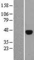 POU5F1 / OCT4 Protein - Western validation with an anti-DDK antibody * L: Control HEK293 lysate R: Over-expression lysate