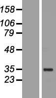 POU5F1 / OCT4 Protein - Western validation with an anti-DDK antibody * L: Control HEK293 lysate R: Over-expression lysate