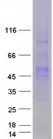 POU5F1 / OCT4 Protein - Purified recombinant protein POU5F1 was analyzed by SDS-PAGE gel and Coomassie Blue Staining