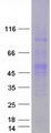 POU5F1 / OCT4 Protein - Purified recombinant protein POU5F1 was analyzed by SDS-PAGE gel and Coomassie Blue Staining