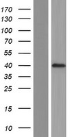 POU5F1B Protein - Western validation with an anti-DDK antibody * L: Control HEK293 lysate R: Over-expression lysate