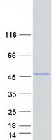 POU5F1B Protein - Purified recombinant protein POU5F1B was analyzed by SDS-PAGE gel and Coomassie Blue Staining