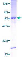 POU5F2 Protein - 12.5% SDS-PAGE of human FLJ25680 stained with Coomassie Blue