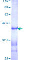 POU6F1 / BRN5 Protein - 12.5% SDS-PAGE Stained with Coomassie Blue.