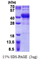 POU6F1 / BRN5 Protein