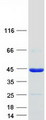 POU6F1 / BRN5 Protein - Purified recombinant protein POU6F1 was analyzed by SDS-PAGE gel and Coomassie Blue Staining