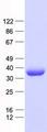 PP2CB / PPP2CB Protein