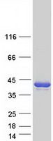 PPA2 Protein - Purified recombinant protein PPA2 was analyzed by SDS-PAGE gel and Coomassie Blue Staining