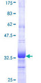 PPAP2C Protein - 12.5% SDS-PAGE Stained with Coomassie Blue.