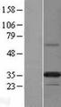 PPAPDC2 Protein - Western validation with an anti-DDK antibody * L: Control HEK293 lysate R: Over-expression lysate