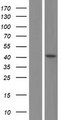 PPARD / PPAR Delta Protein - Western validation with an anti-DDK antibody * L: Control HEK293 lysate R: Over-expression lysate